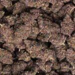 Buy Black ice strain
