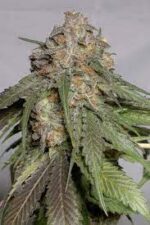 Buy Blueberry Headband Strain