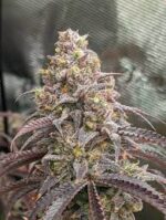 Buy Blueberry muffins Strain