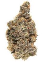 Buy Blueberry muffins Strain