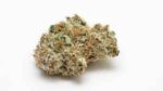 Buy Blueberry muffins Strain